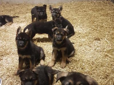 10 stunning IKC Registered German Shepherd puppies in Galway