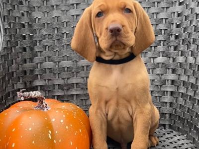 IKC Registered Hungarian Vizsla puppies in Kildare