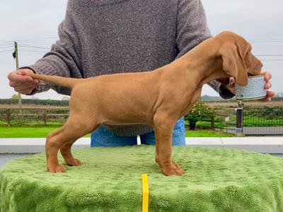 IKC Registered Hungarian Vizsla puppies in Kildare