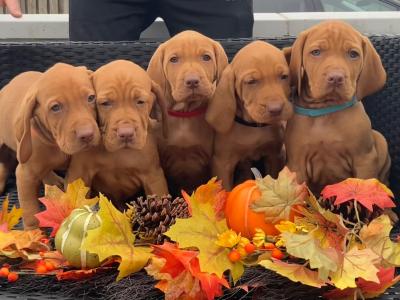 IKC Registered Hungarian Vizsla puppies in Kildare