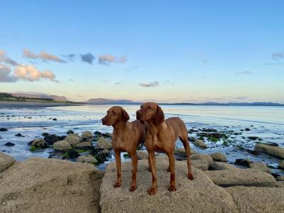IKC Registered Hungarian Vizsla puppies in Kildare