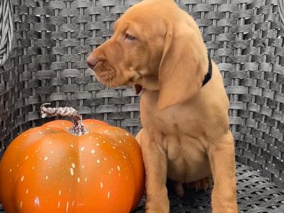 IKC Registered Hungarian Vizsla puppies in Kildare