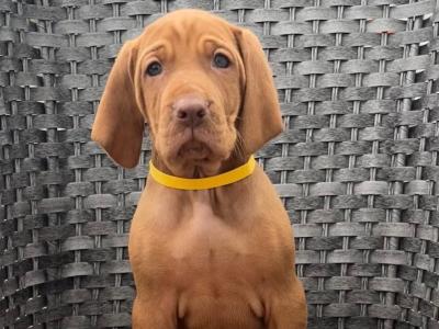 IKC Registered Hungarian Vizsla puppies in Kildare