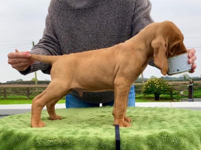 IKC Registered Hungarian Vizsla puppies in Kildare