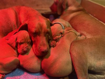 IKC Registered Hungarian Vizsla puppies in Kildare