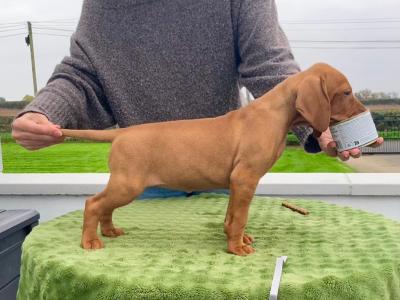 IKC Registered Hungarian Vizsla puppies in Kildare