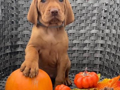 IKC Registered Hungarian Vizsla puppies in Kildare