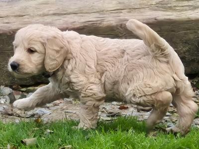 ***Health Tested Parents, Goldendoodle puppies in Wexford***