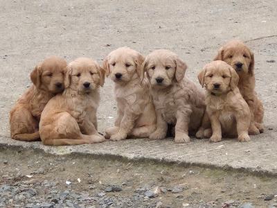 ***Health Tested Parents, Goldendoodle puppies in Wexford***
