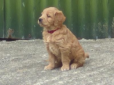***Health Tested Parents, Goldendoodle puppies in Wexford***