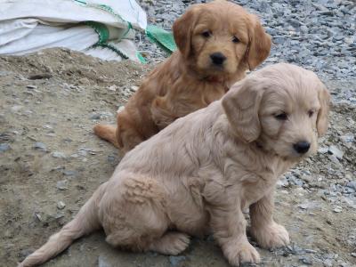 ***Health Tested Parents, Goldendoodle puppies in Wexford***