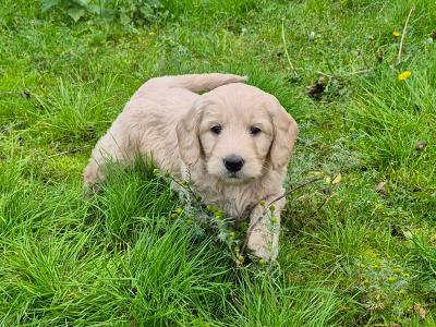 ***Health Tested Parents, Goldendoodle puppies in Wexford***