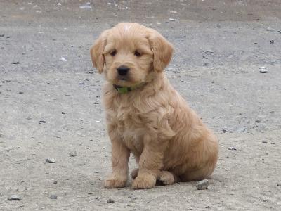 ***Health Tested Parents, Goldendoodle puppies in Wexford***