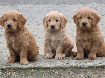 ***Health Tested Parents, Goldendoodle puppies in Wexford***