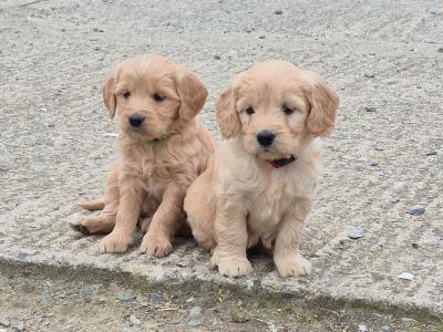 ***Health Tested Parents, Goldendoodle puppies in Wexford***