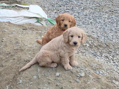 ***Health Tested Parents, Goldendoodle puppies in Wexford***