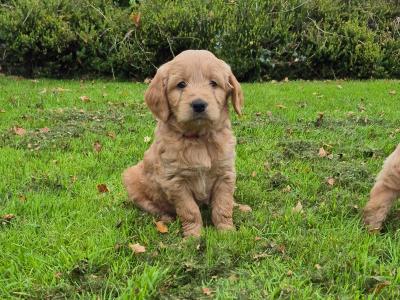 ***Health Tested Parents, Goldendoodle puppies in Wexford***