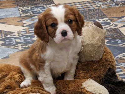 Cavalier King Charles puppies in Carlow