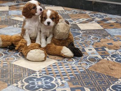 Cavalier King Charles puppies in Carlow