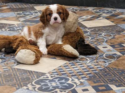 Cavalier King Charles puppies in Carlow