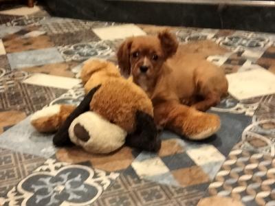 Cavalier King Charles puppies in Carlow