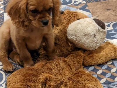Cavalier King Charles puppies in Carlow