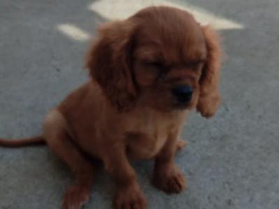 Cavalier King Charles puppies in Carlow