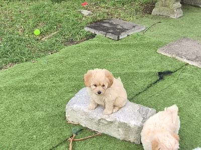 Poochon puppies in Clare