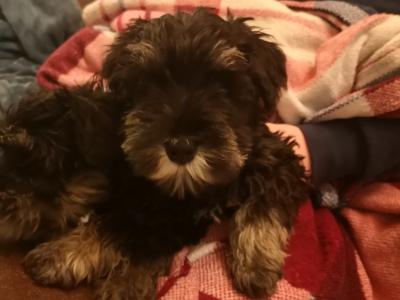❤️ IKC Registered (pending) Miniature Schnauzer puppies (pedigree) for sale in Mayo