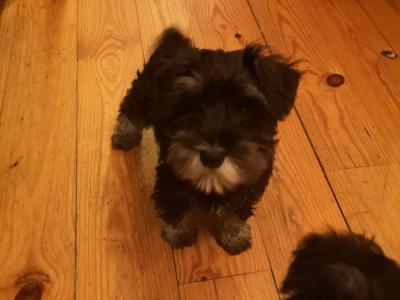❤️ IKC Registered (pending) Miniature Schnauzer puppies (pedigree) for sale in Mayo