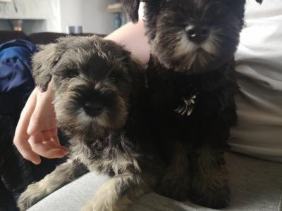 ❤️ IKC Registered (pending) Miniature Schnauzer puppies (pedigree) for sale in Mayo