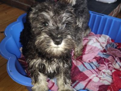 ❤️ IKC Registered (pending) Miniature Schnauzer puppies (pedigree) for sale in Mayo