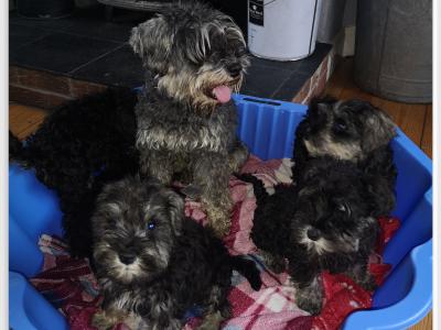 ❤️ IKC Registered (pending) Miniature Schnauzer puppies (pedigree) for sale in Mayo