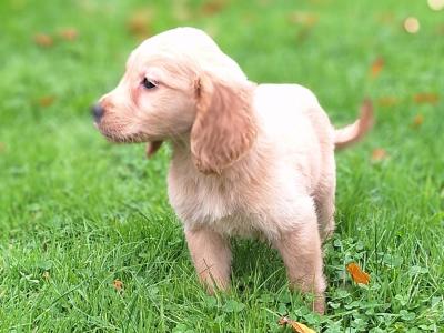 Golden Retriever puppies in Carlow