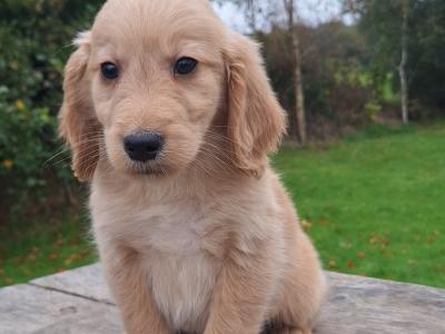 Golden Retriever puppies in Carlow