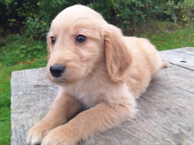 Golden Retriever puppies in Carlow