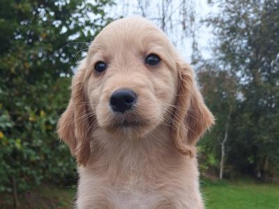 Golden Retriever puppies in Carlow