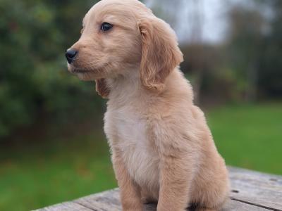 Golden Retriever puppies in Carlow