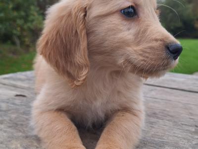 Golden Retriever puppies in Carlow
