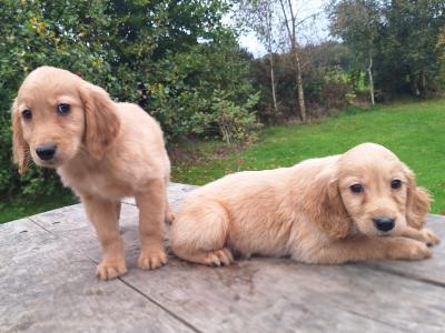 Golden Retriever puppies in Carlow