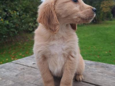 Golden Retriever puppies in Carlow