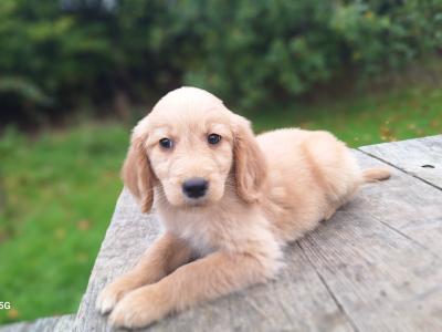 Golden Retriever puppies in Carlow