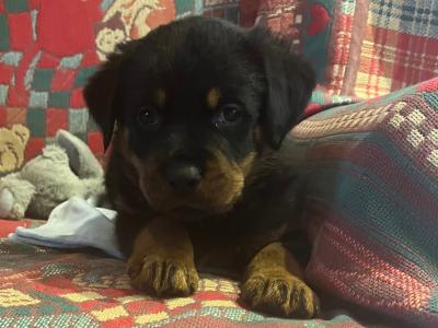 Rottweiler puppies in Westmeath