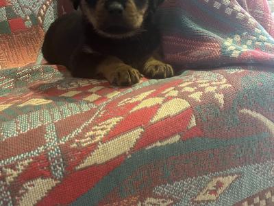 Rottweiler puppies in Westmeath