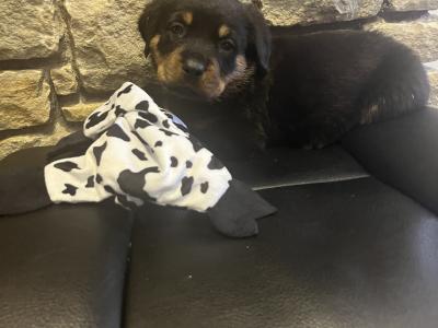 Rottweiler puppies in Westmeath