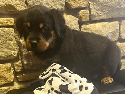 Rottweiler puppies in Westmeath