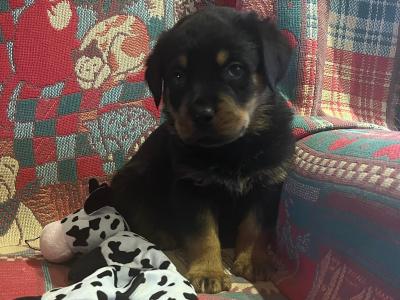 Rottweiler puppies in Westmeath