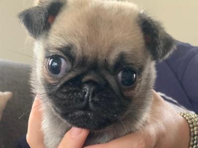 Beautiful female Pug puppies in Carlow €675