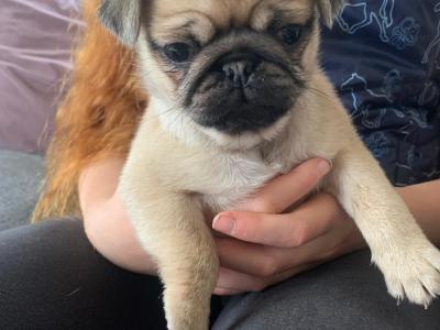 Beautiful female Pug puppies in Carlow €675