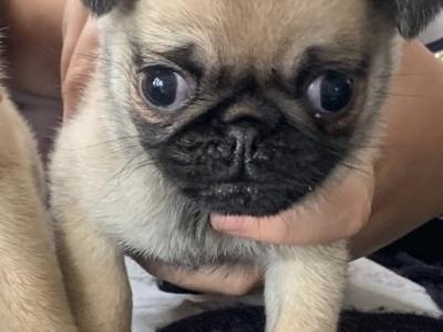 Beautiful female Pug puppies in Carlow €675